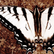 Illustration for article titled Shooting Challenge: Bugs Gallery (Part 3)
